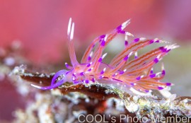 ユニデンティア・アリシャアエ