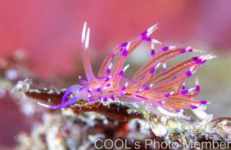 ユニデンティア・アリシャアエ