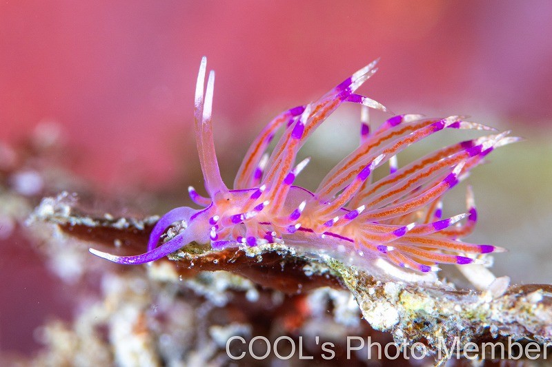 ユニデンティア・アリシャアエ