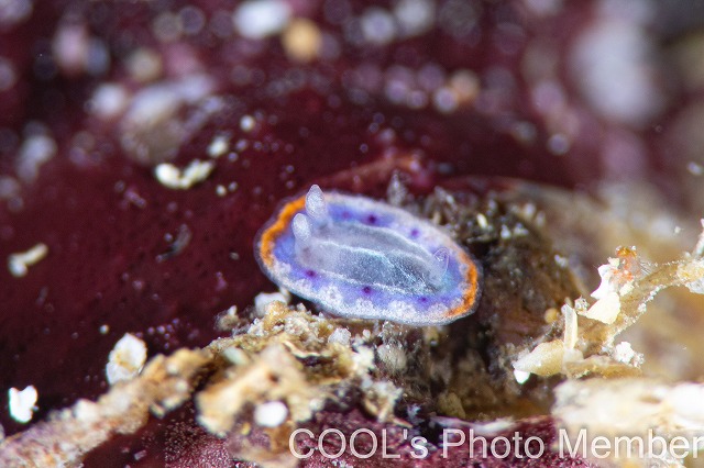 セトイロウミウシの幼体