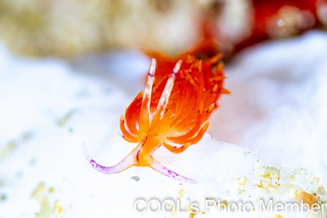 ユニデンティア・キク