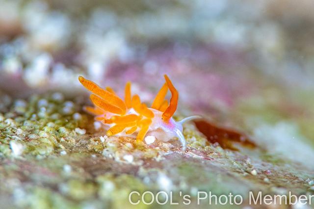 カツヤマミノウミウシ