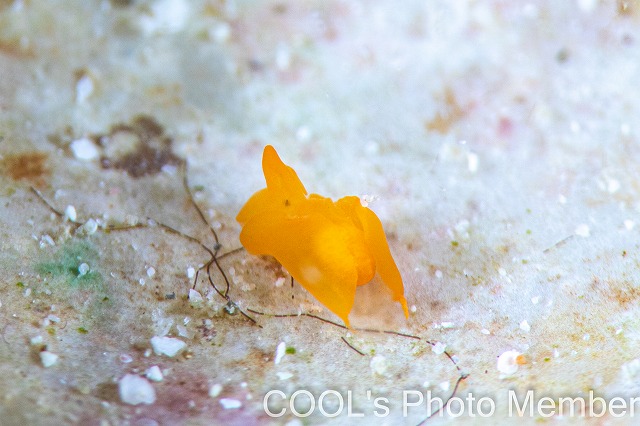 ウミコチョウ科の仲間