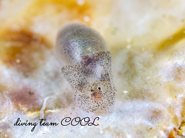 コクテンタマゴガイ