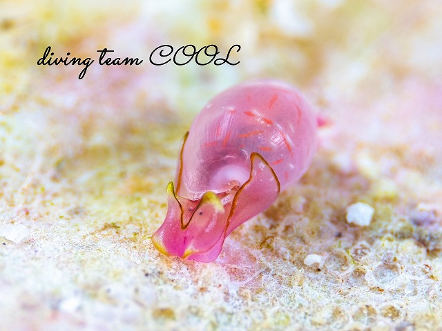 ブドウガイ科の一種11