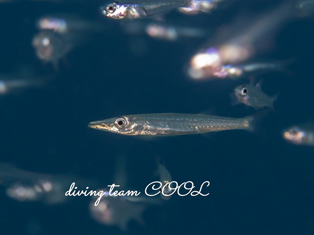 カマスの幼魚