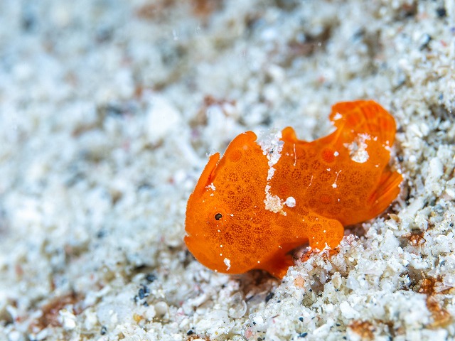 カエルアンコウの幼魚