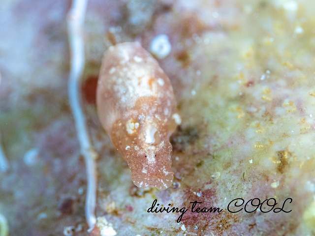 カバヅラブドウガイ