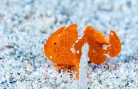 カエルアンコウの幼魚