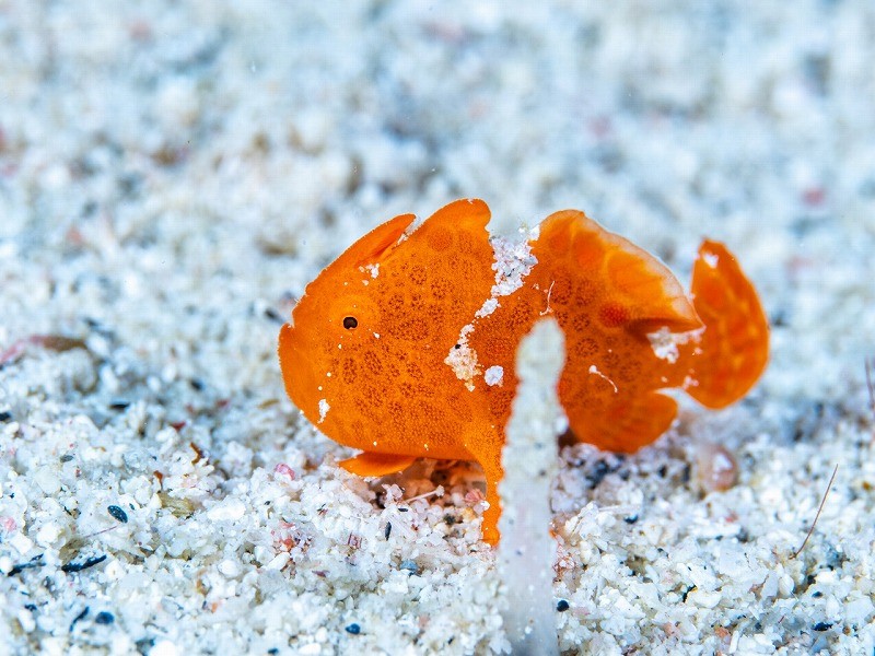 カエルアンコウの幼魚