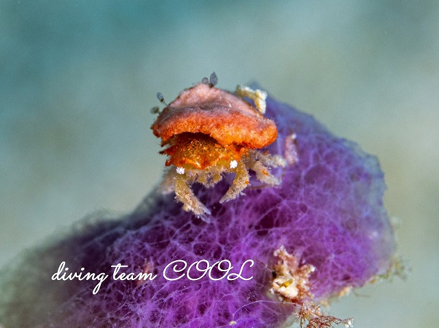 カイカムリの仲間