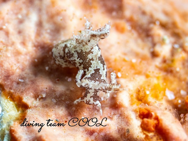 トラパニア・エウルュエイア