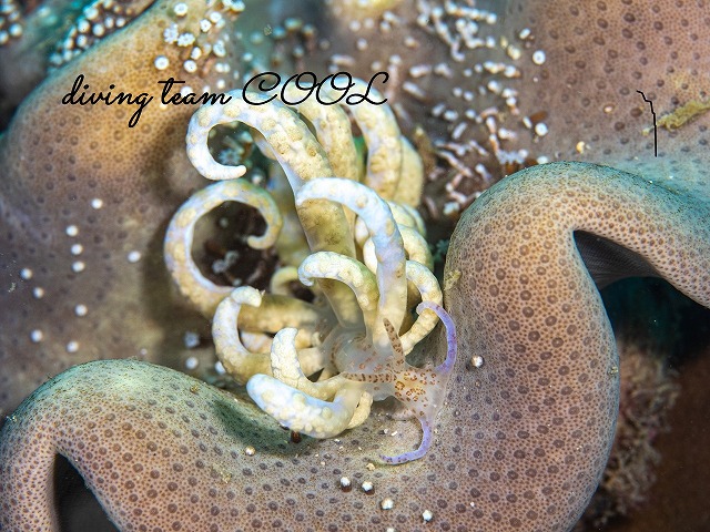 オオコノハミノウミウシ
