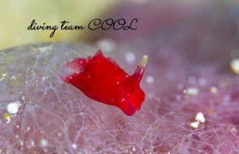 ムラサキウミコチョウ属の一種2