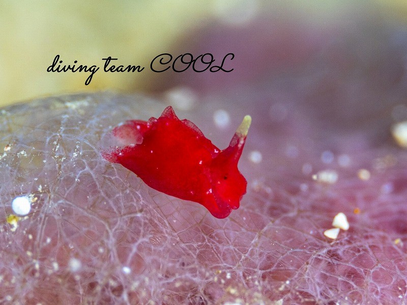 ムラサキウミコチョウ属の一種2