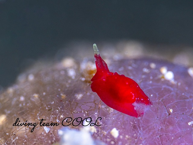 ムラサキウミコチョウ属の一種2