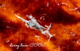 トラパニア・エウルュエイア