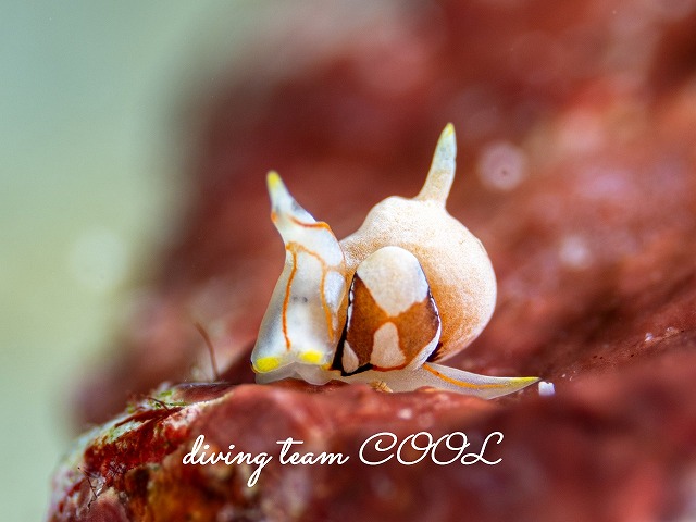 モンツキウミコチョウ