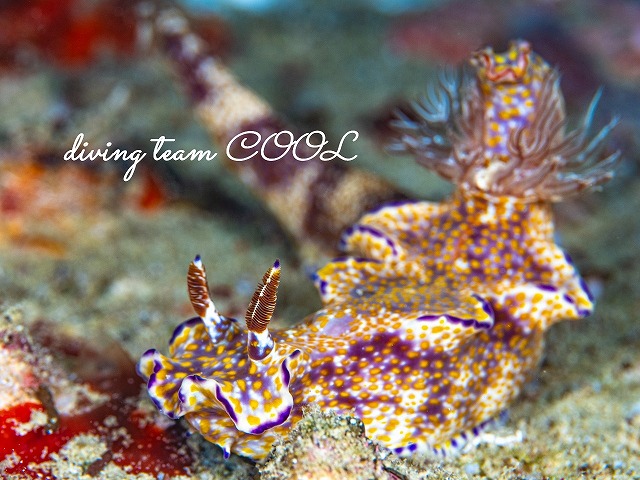 テヌウニシキウミウシ