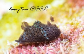 ハラックサウミウシ