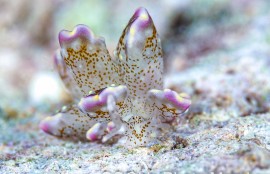 ハナビラウロコウミウシ