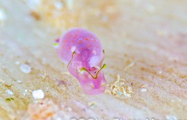 ブドウガイ科の一種11