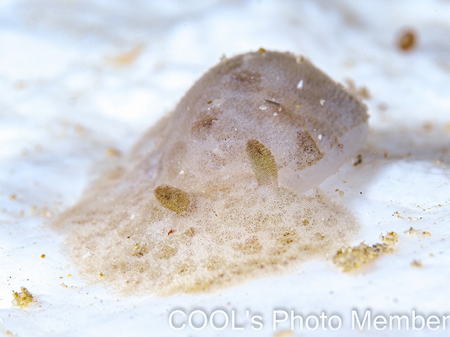 シミツキウミウシ