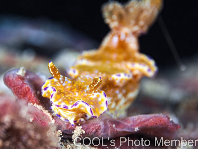 テヌウニシキウミウシ