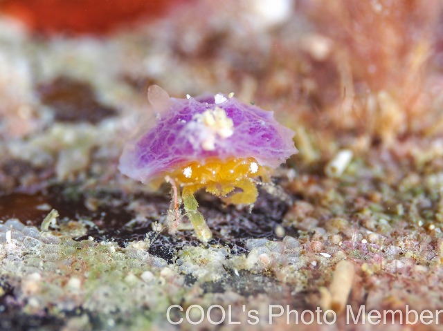 カイカムリの仲間