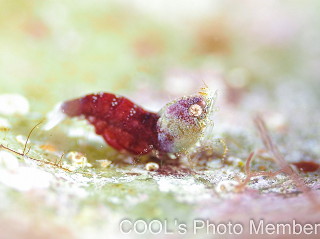 サシミシュリンプ