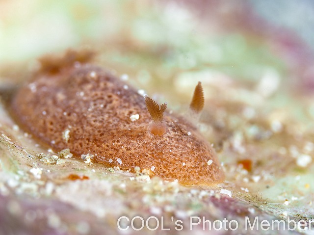 ドーリス・ポドゥベツカイアエ