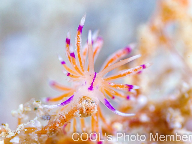 ユニデンティア・アリシャアエ