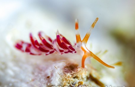 フタスジミノウミウシ