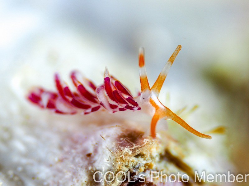 フタスジミノウミウシ