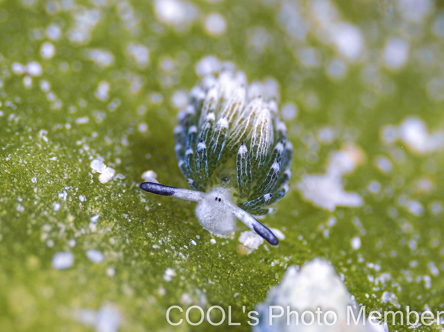 ウサギモウミウシ