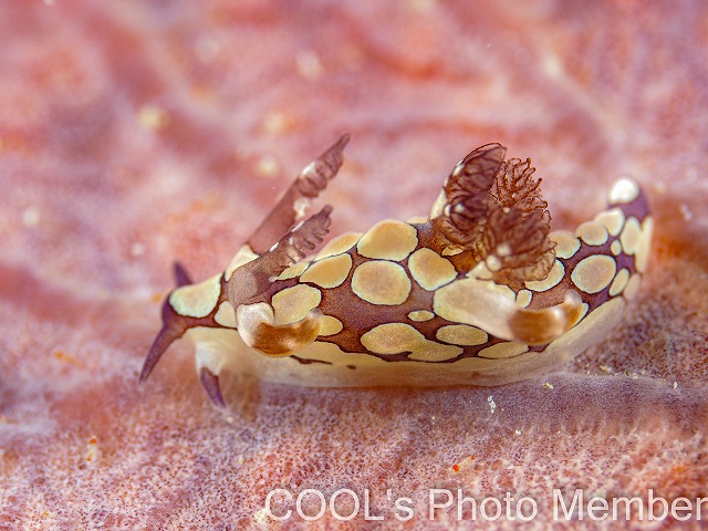 シラタマツガルウミウシ