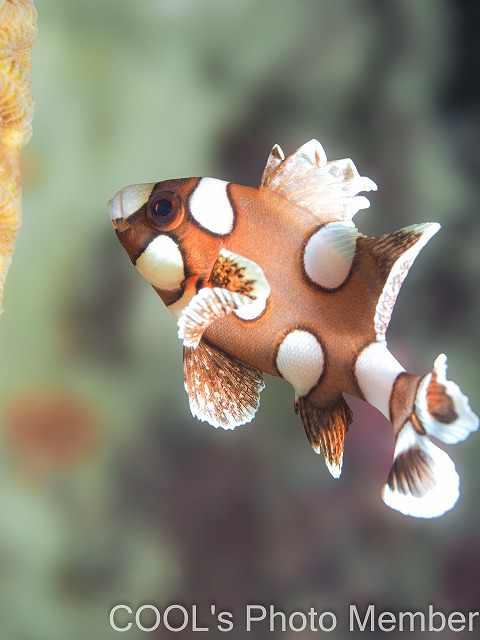 チョウチョウコショウダイ幼魚