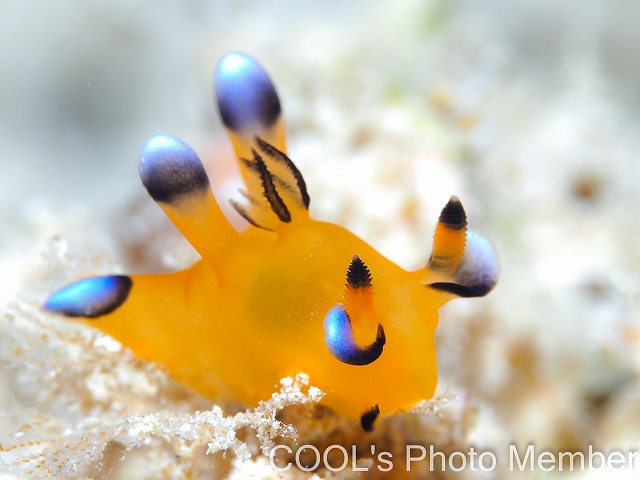 ウデフリツノザヤウミウシ