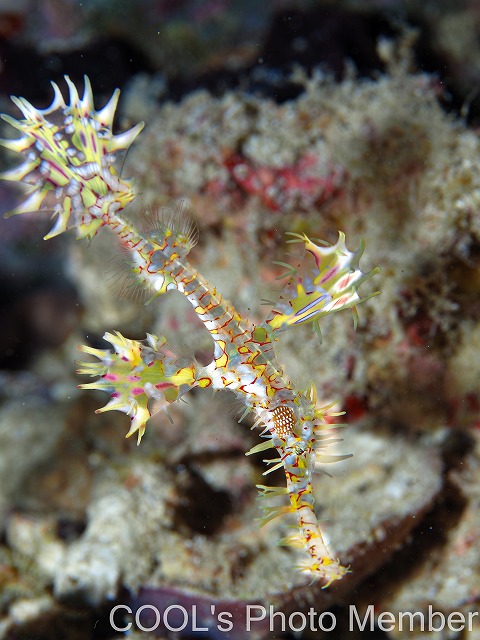 ニシキフウライウオ