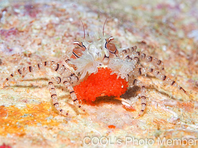 キンチャクガニ