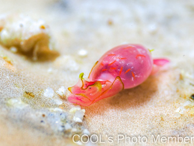 ブドウガイ科の一種11