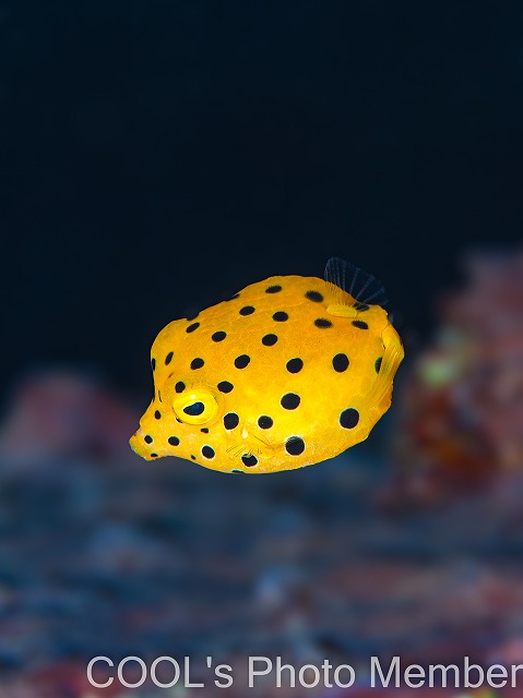 ミナミハコフグ幼魚