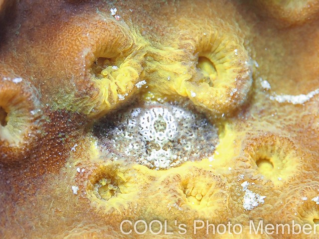 アシビロサンゴヤドリガニの一種