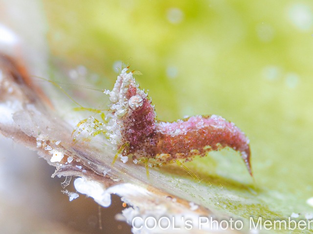 サシミシュリンプ