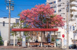 トックリキワタ