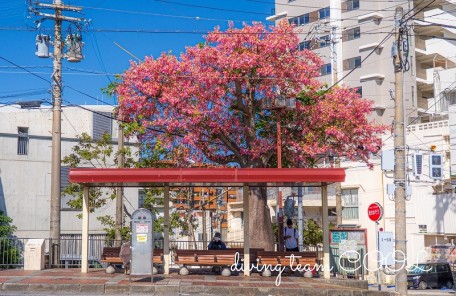 トックリキワタ