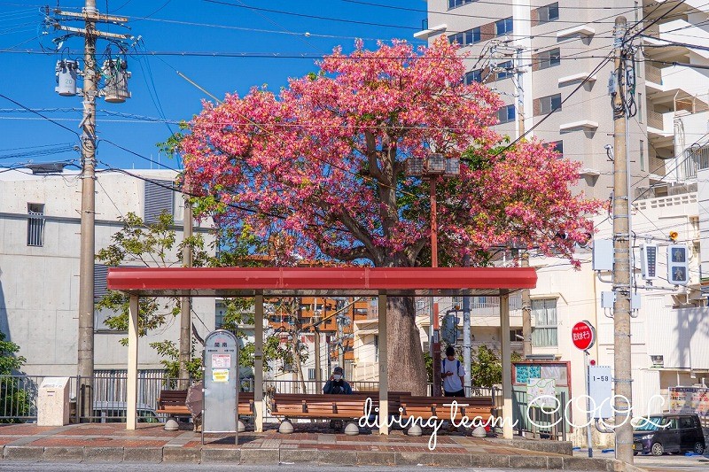 トックリキワタ