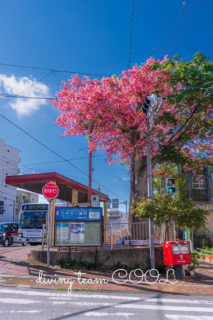 トックリキワタ