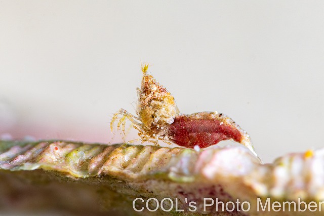 サシミシュリンプ