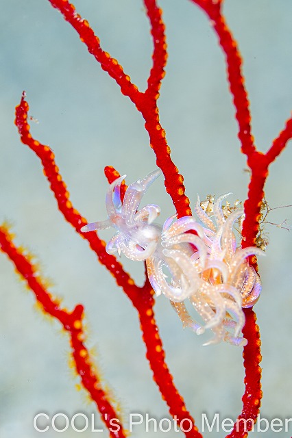 ハナビラミノウミウシ